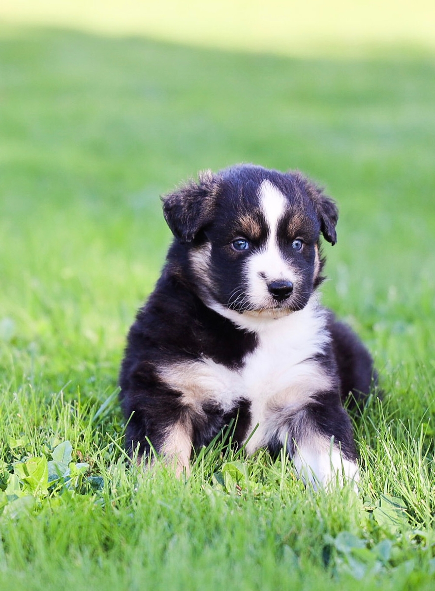 Congratulations to Nicola on your second LCA puppy 